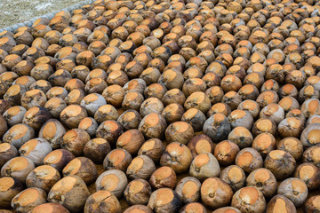 Coconut Perfume is cutting head for Breeds