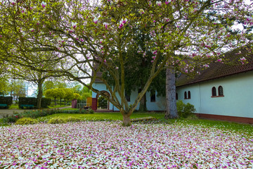 wonderful pink magnolia tree with colorful leaves falling down