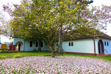 wonderful pink magnolia tree with colorful leaves falling down