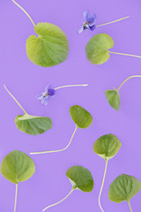 violets on bright background.  Nature, happy spring concept