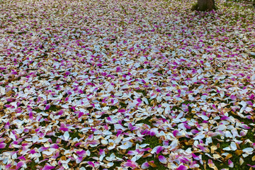 wonderful pink magnolia tree with colorful leaves falling down
