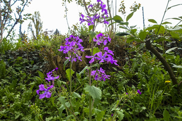 nice plants in a garden in spring on a sunny day