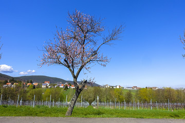 wonderful pink almond and cherry blossom trees in spring in Palatinate, Germany, an avenue of flowers at the southern wine route