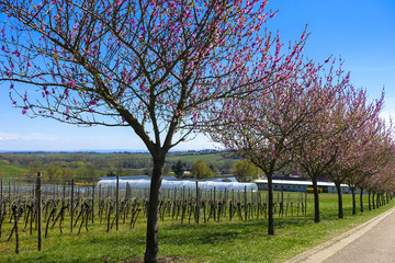 wonderful pink almond and cherry blossom trees in spring in Palatinate, Germany, an avenue of flowers at the southern wine route