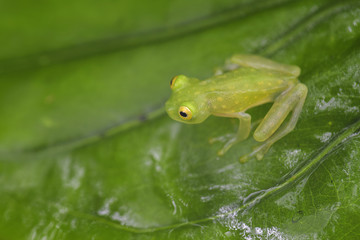 Fleischmann's Glass Frog - Hyalinobatrachium fleischmanni, beautiful small green and yellow frog from Central America forests, Costa Rica.