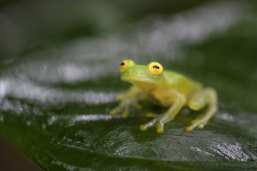 Fleischmann's Glass Frog - Hyalinobatrachium fleischmanni, beautiful small green and yellow frog from Central America forests, Costa Rica.