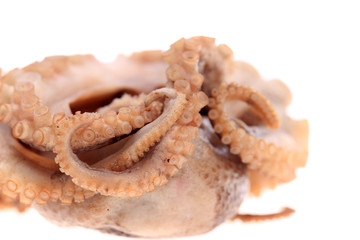 octopus on white background