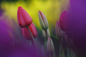 Tulipani nel campo (Tulipa)