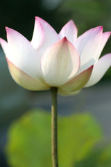 looming lotus flower. Flower background 