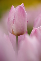 Tulipani (Tulipa)