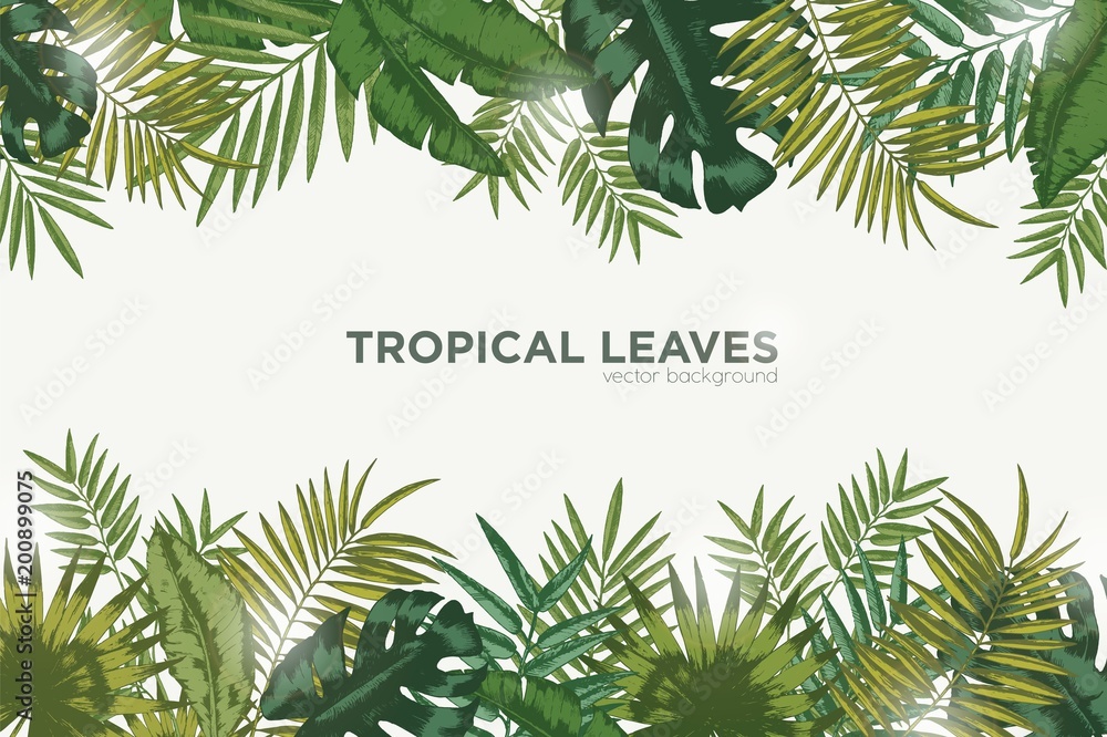 Poster horizontal background with green leaves of tropical palm tree, banana and monstera. elegant backdrop