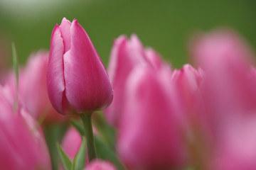 Tulipani (Tulipa)