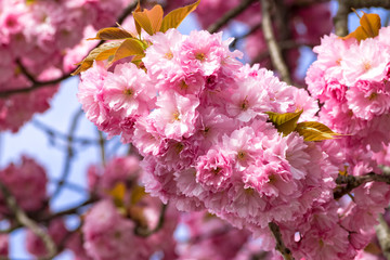 Cherry blossom: closeup of beautiful flowering branch