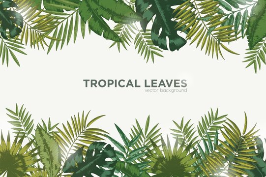 Horizontal background with green leaves of tropical palm tree, banana and monstera. Elegant backdrop decorated with foliage of exotic jungle plants. Natural frame or border. Vector illustration.