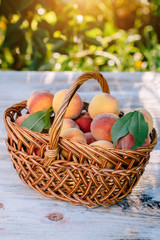 The basket of ripe, juicy peaches placed on the table