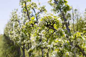 Blossoming apple orchard in spring.