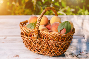 The basket of ripe, juicy peaches placed on the table