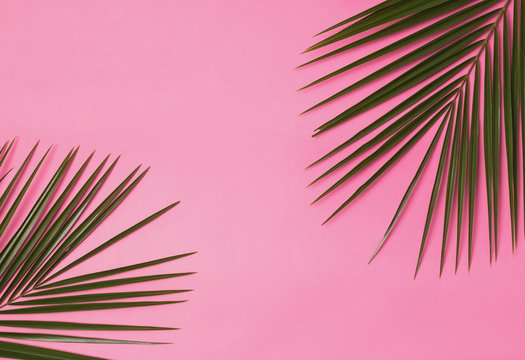 Palm branches on the pink background