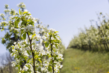 Blossoming apple orchard in spring.