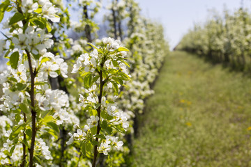 Blossoming apple orchard in spring.