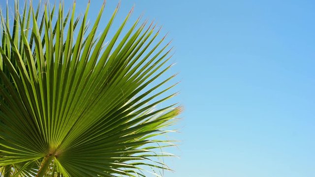 Turkey - August 2017: Green palm tree's leaf against blue sky background. Tropical summer landscape