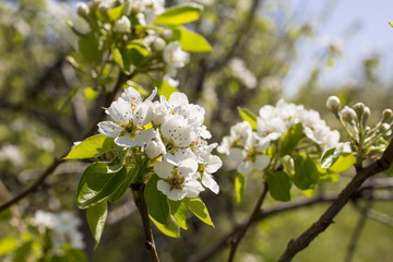 Blossoming apple orchard in spring.