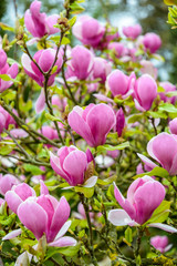 Fototapeta premium Close-up view of the big purple flowers of a magnolia with a shallow depth of field.