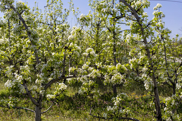 Blossoming apple orchard in spring.