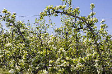 Blossoming apple orchard in spring.