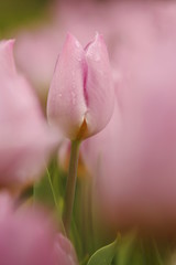 Fototapeta premium Tulipani (Tulipa)