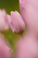 Tulipani (Tulipa)