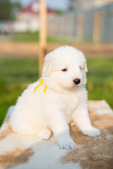 Profile Portrait of a sweet maremmano sheepdog puppy with tonque out sitting outside in summer. Cute white maremma puppy with yellow ribbon