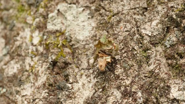 4K Bagworm Moth (Psychidae) Caterpillar Crawling 2