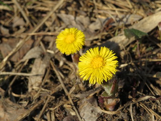 Coltsfoot (Mother-and-stepmother) yellow flowers. Environment day concept