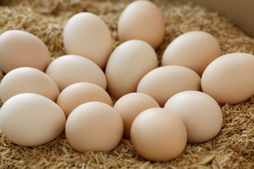 egg