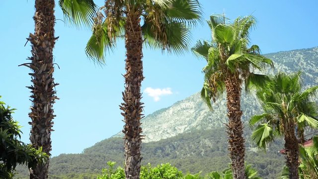 Turkey - August 2017, Kemer, Beldibi: Line of palm trees on blue sky and mountains background. Tropical summer landscape