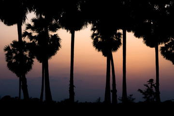 Sugar palm With the atmosphere in the sunset near the horizon. As a result, the sky is orange, purple and blue.