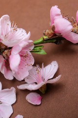 Obraz na płótnie Canvas Pink spring blossom