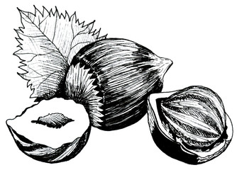 hazelnut nut with leaves and shell hand drawing ink illustration
