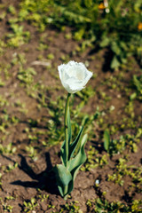White fringed tulip in spring