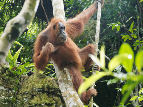 Freier weiblicher Orang Utan im Dschungel auf Sumatra