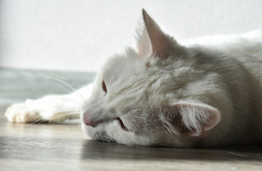 White cute cat resting after a dense dinner