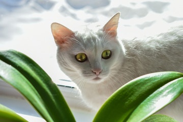 A white cat with big eyes hid behind a flower