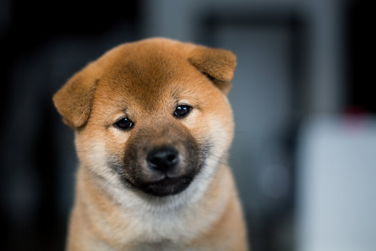 Portrait of cute smiley Shiba Inu dog puppy on a dark background. Image of sweet japanese dog looks like a teddy bear