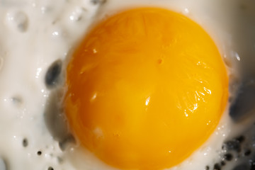 egg