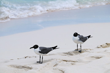 gulls on the sandy shore of the Atlantic Ocean
