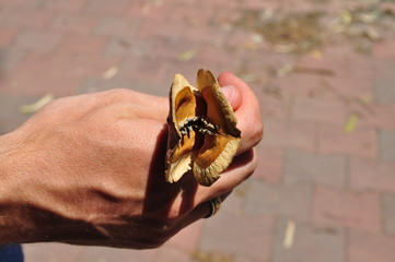 The hand holding the seed pod of a jacaranda tree with a neutral background