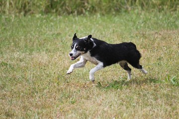 small mixed dog is running in the garden