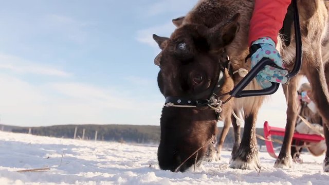 A Reindeer, Rangifer tarandus, feeding in the snow. Reindeer in winter tundra. Reindeer eating moss