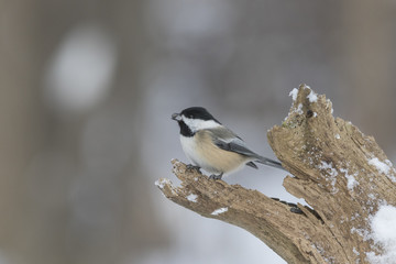 black-capped chickadee in winter
